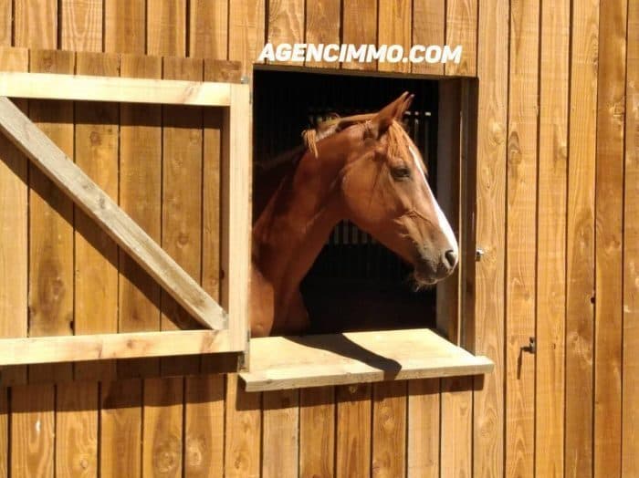 CENTRE EQUESTRE, ÉCURIE, HARAS — photo 2