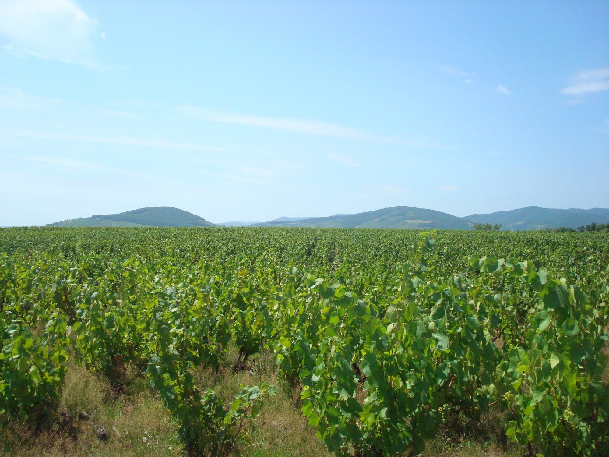 Exceptionnel Beaujolais Rhône — photo 2