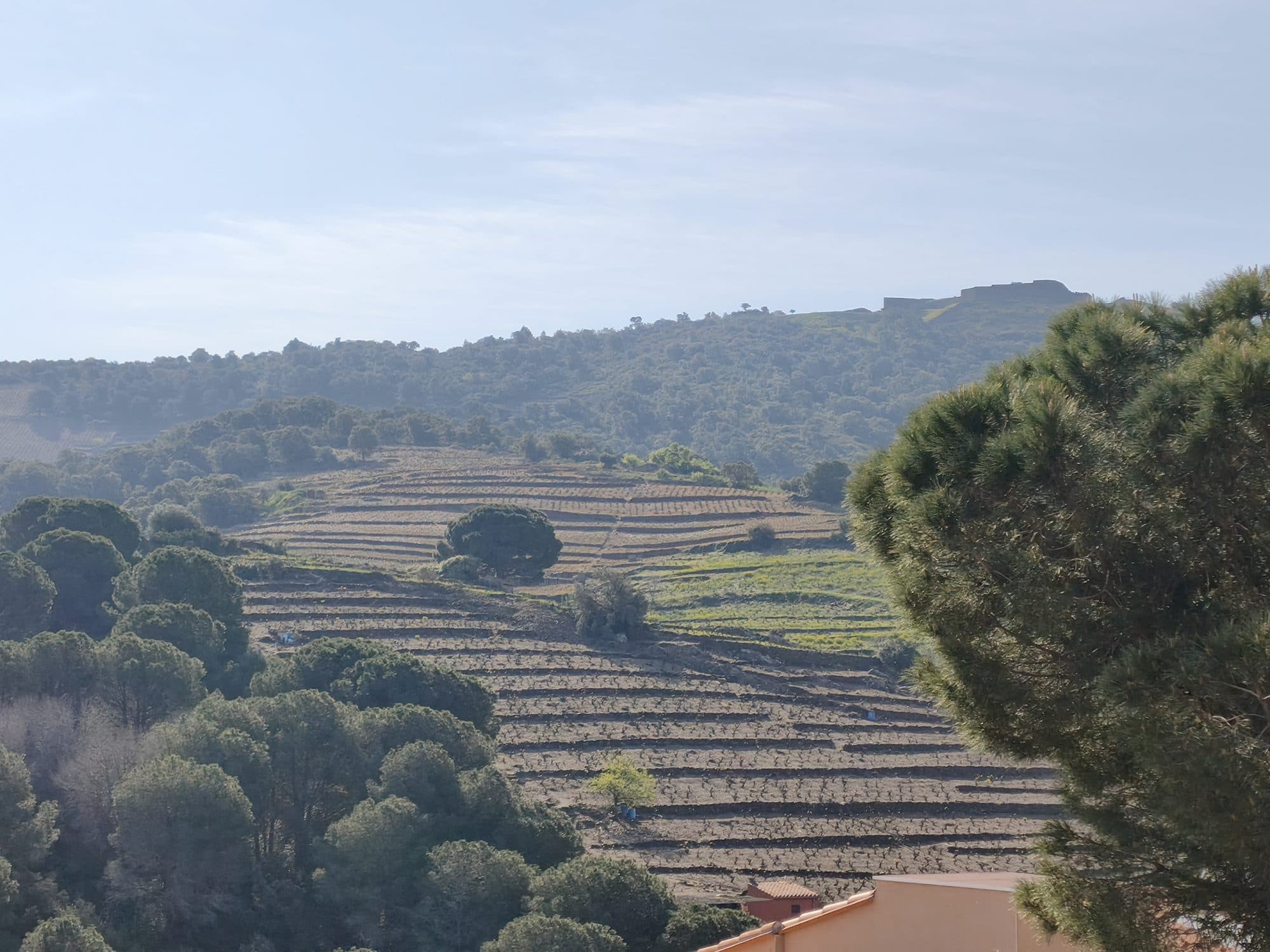 la perle de collioure — photo 3