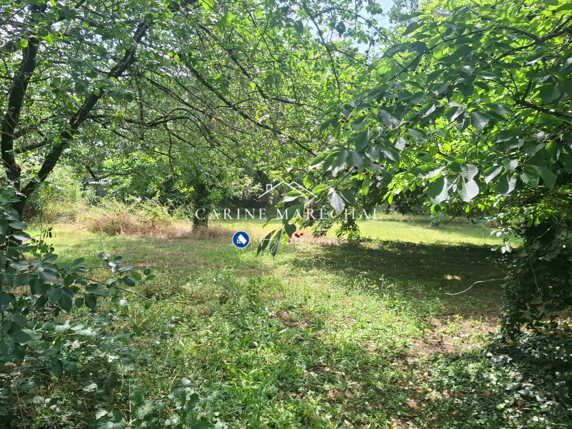Terrain arboré 1 991 m² – 600 m² constructibles – Tournefeuille secteur La Ramée — photo 2