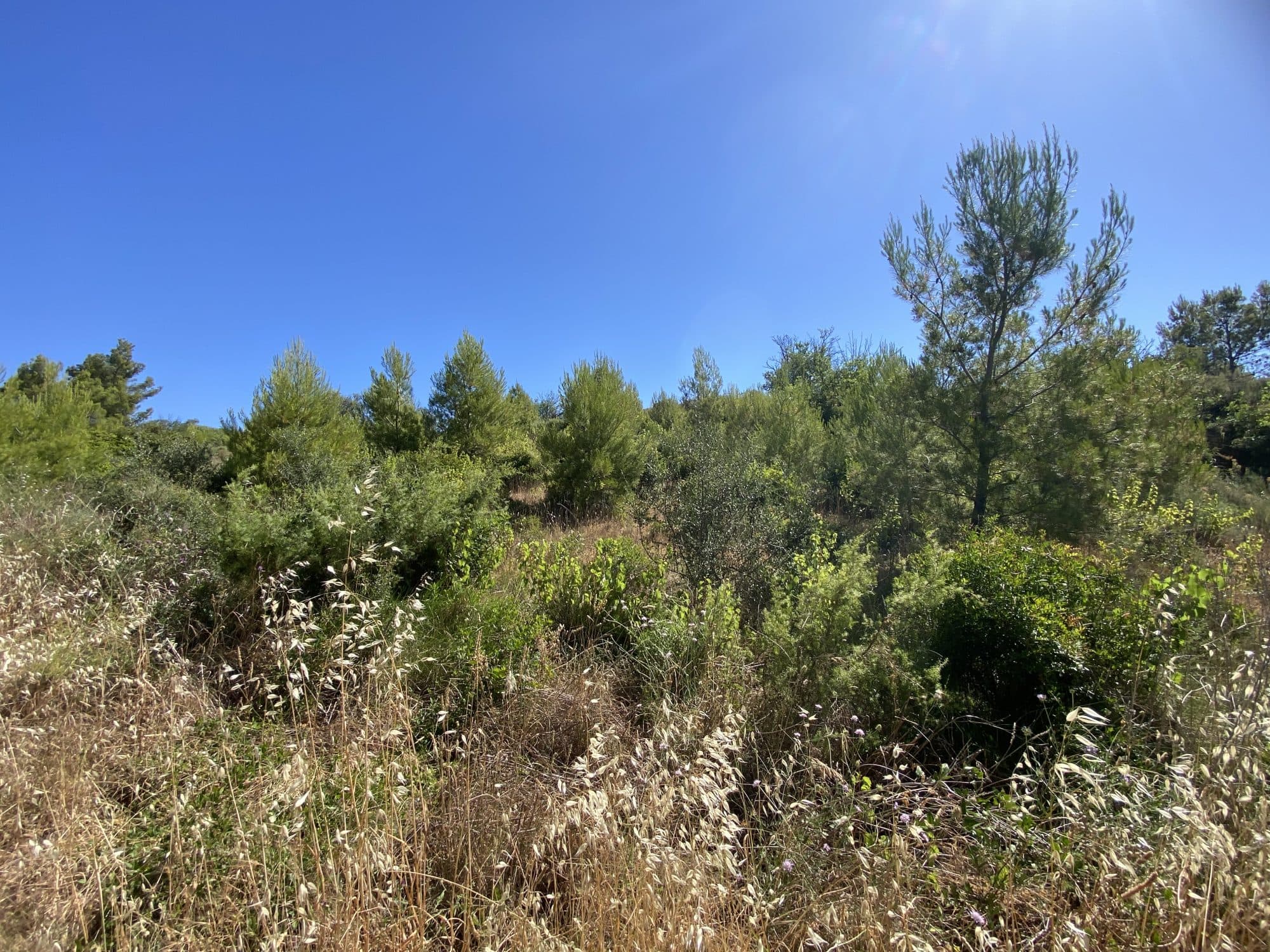 TERRAINS AGRICOLES (landes, anciennes vignes...) — photo 2